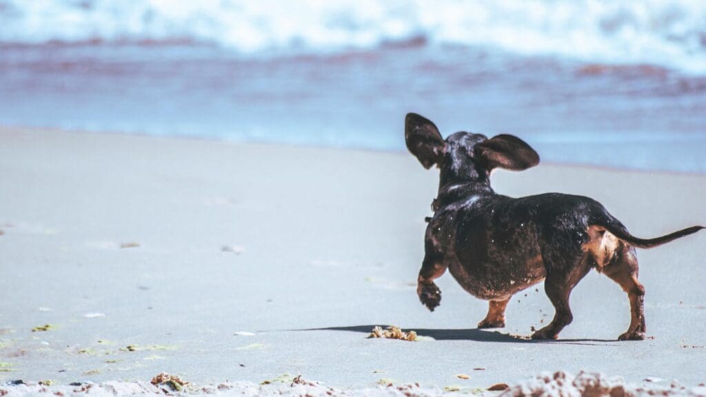 A joyful black chihuahua running on the sandy beach by the ocean waves.