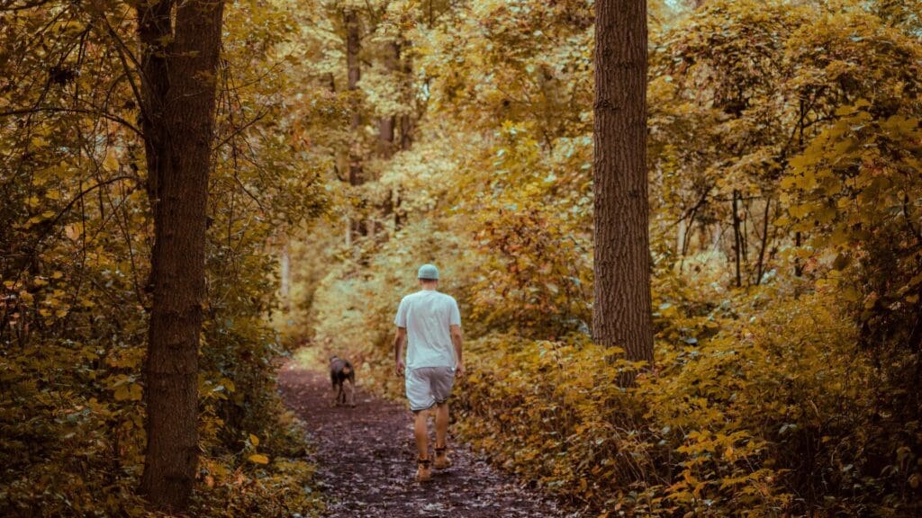 A person walking a dog on a forest path surrounded by vibrant autumn foliage.