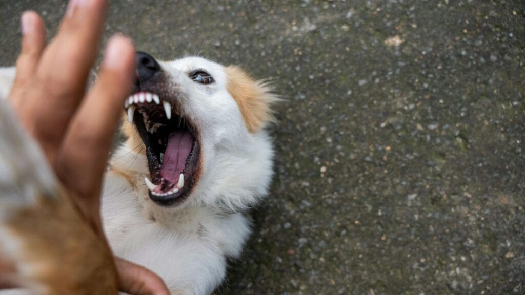A playful dog showing its teeth as it interacts boisterously with a human hand outdoors.