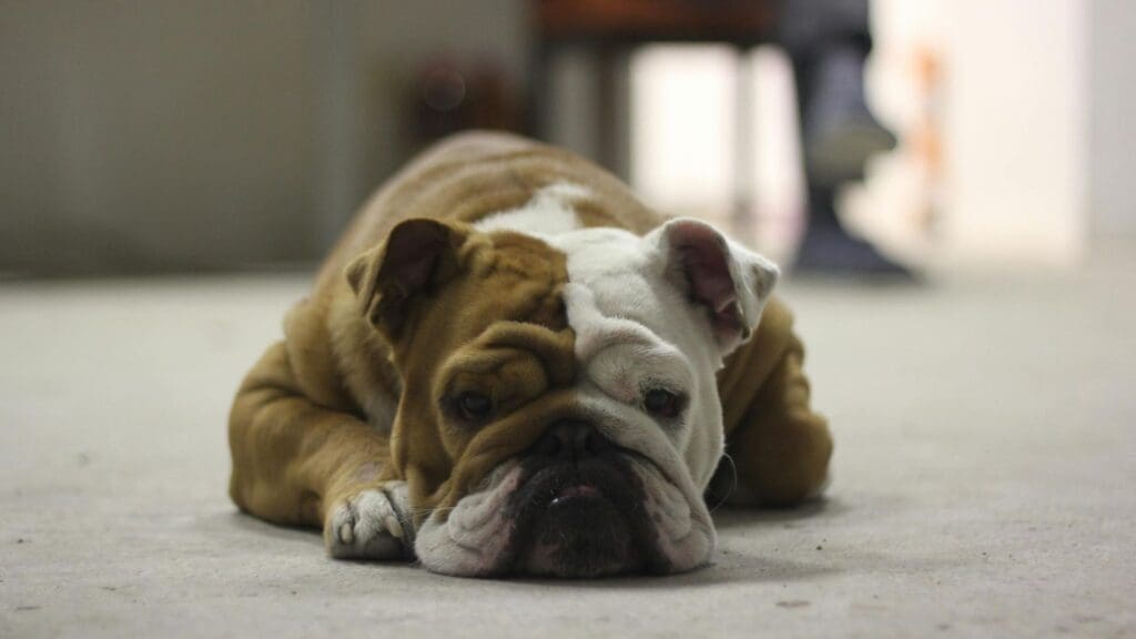 A resting bulldog lies on a floor indoors, capturing a moment of calm relaxation.