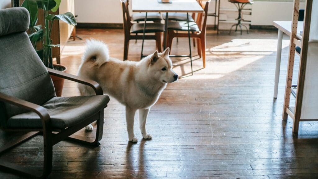 A serene Japanese Akita Inu dog stands in a cozy, sunlit living room with natural plants and wooden furniture.
