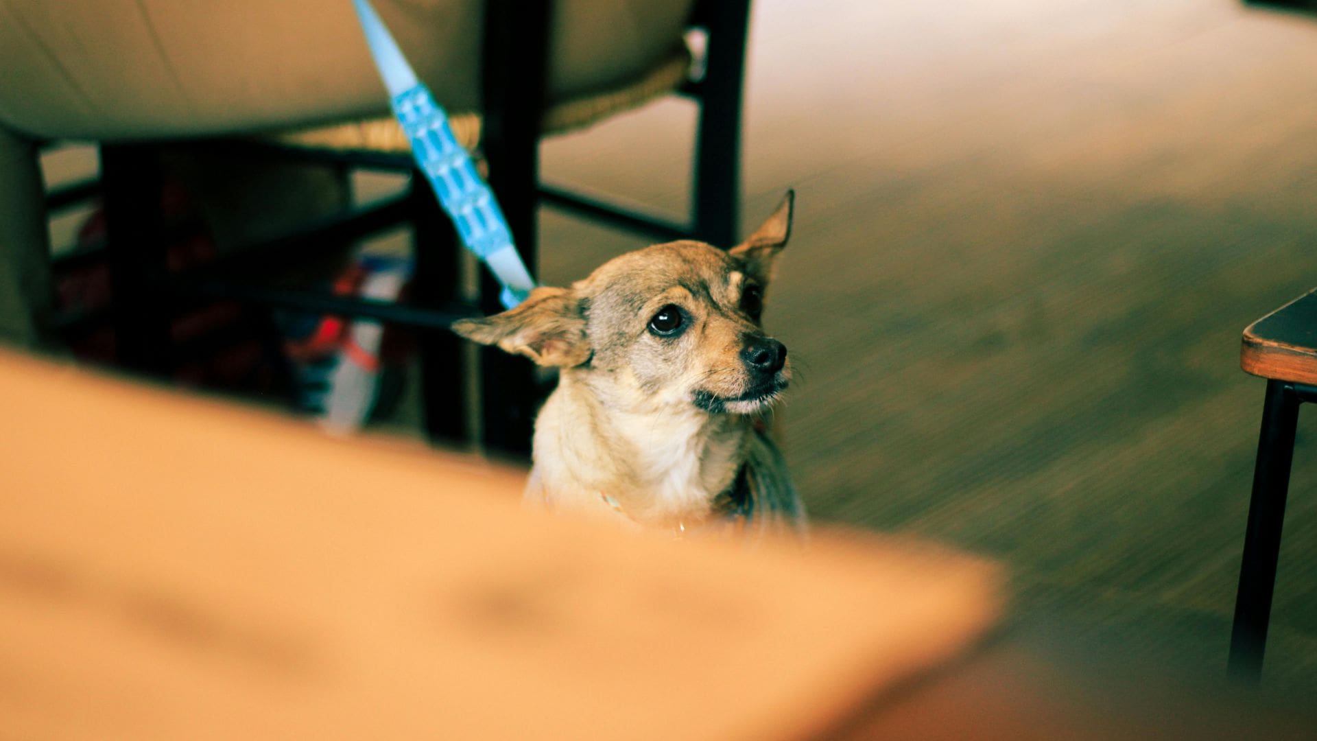 A small chihuahua dog on a leash sitting under a chair in an indoor setting.