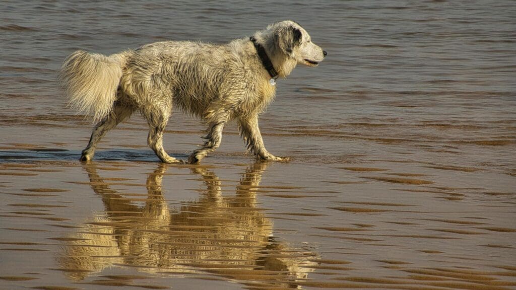 A wet Golden Retriever walks along a sandy beach, reflecting in shallow water.