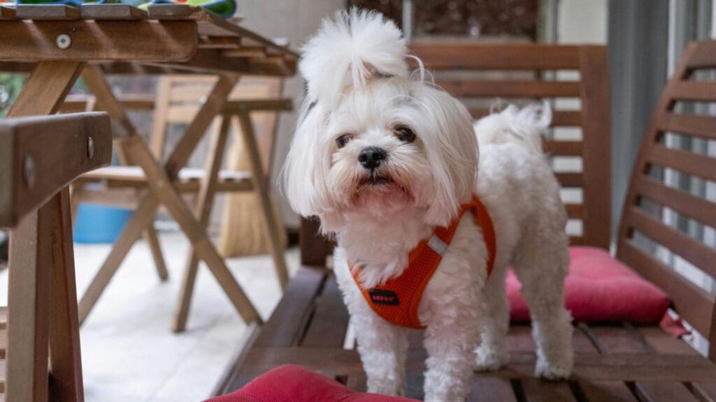 Adorable Maltese dog standing on a wooden terrace with colorful toys. Perfect pet photography.