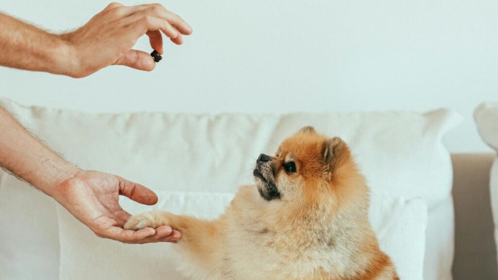 Adorable Pomeranian dog sitting on sofa receiving a treat indoors.