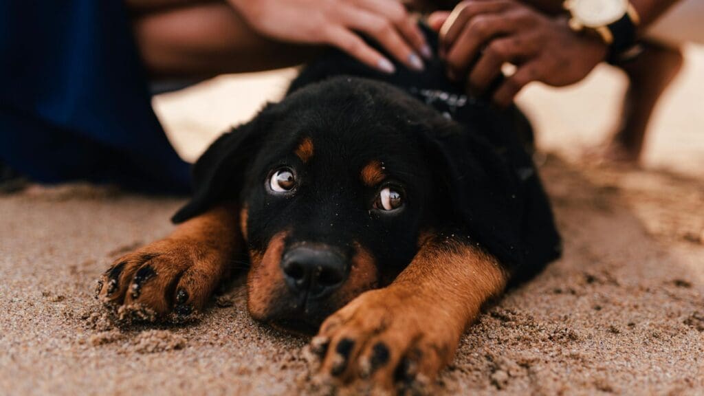 Adorable Rottweiler puppy enjoying a sandy beach day in Brazil, cherished by a gentle touch.