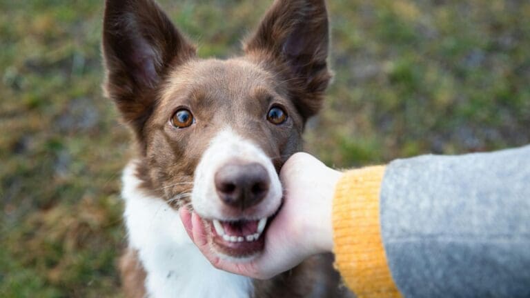 Adorable brown border collie enjoying a petting in the park, showcasing affectionate bonding with a human.