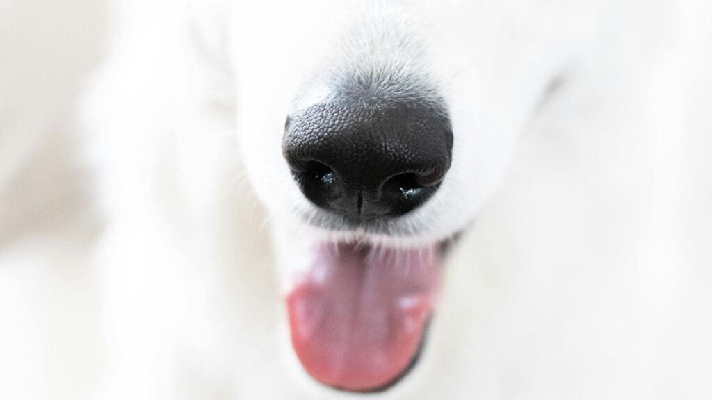 Adorable close-up of a dog's nose and tongue in high contrast lighting.
