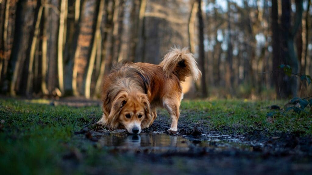 Adorable dog drinking from a puddle on a forest path in Niepołomice, Poland.