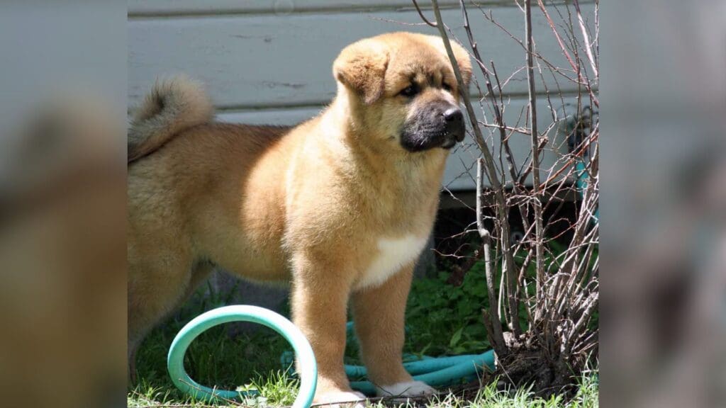 A 9-week-old American Akita
