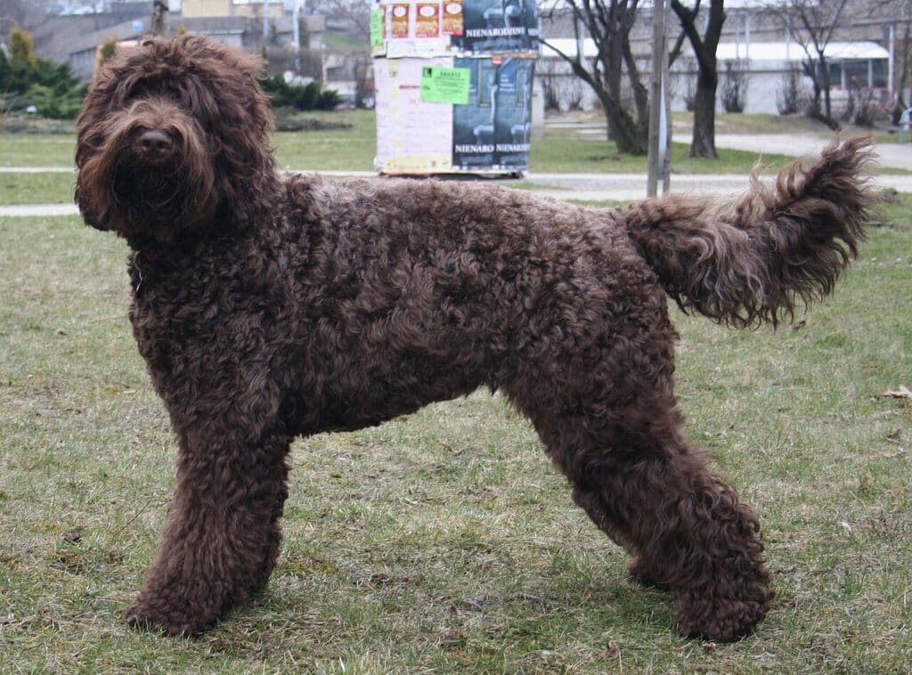Barbet