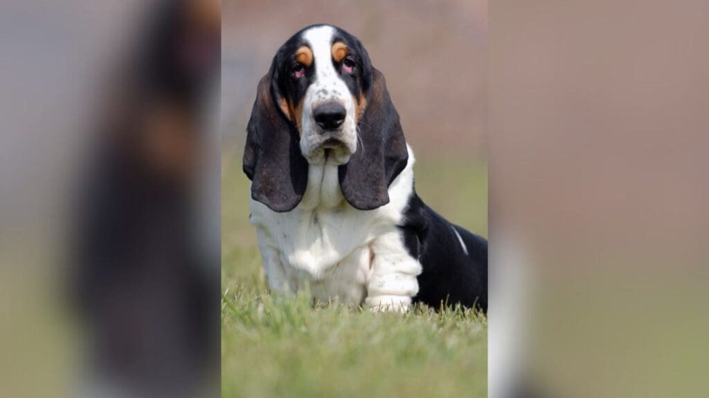 Basset Hound
