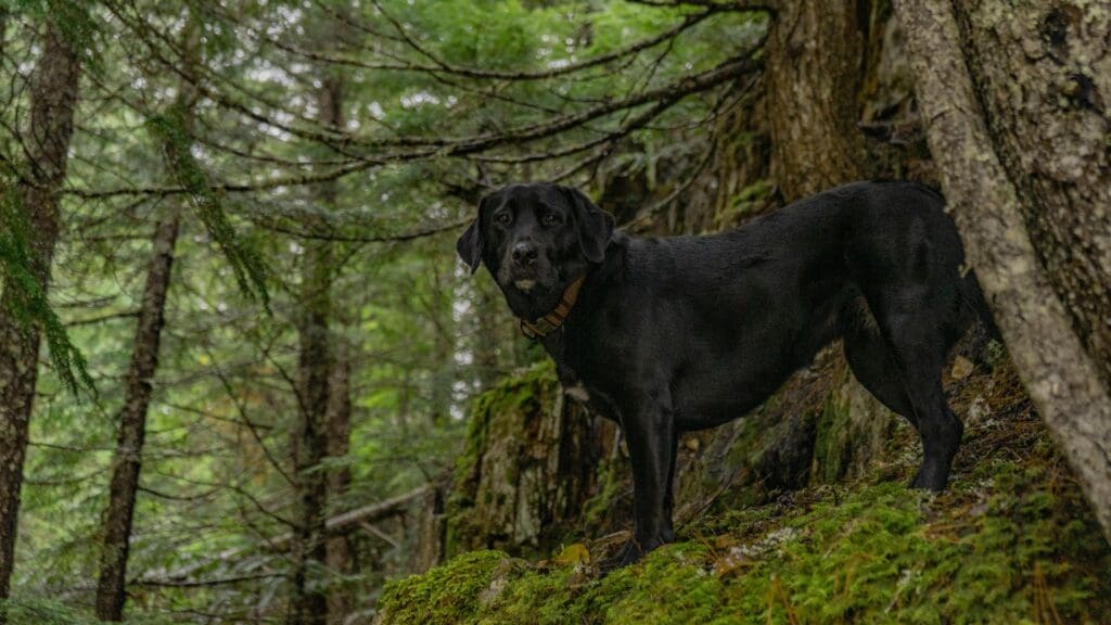 Black Labrador stands among trees in a lush forest environment, exuding calm.