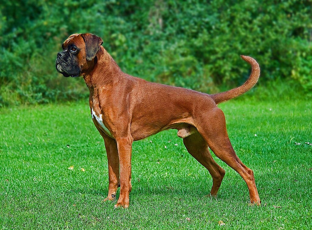 In-tact, male fawn Boxer with uncropped ears and an undocked tail.