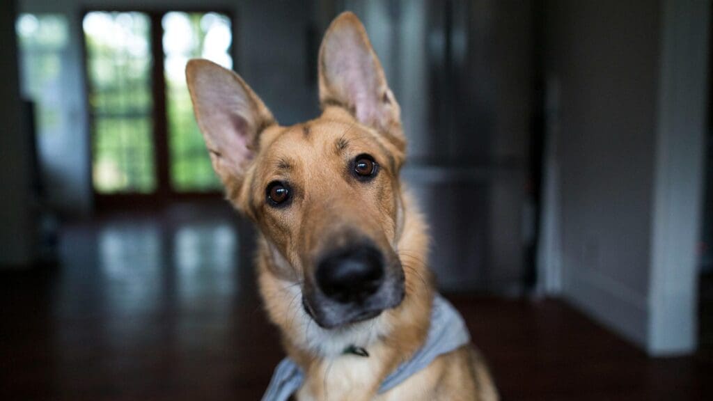 Charming German Shepherd dog tilted head indoors with focus on eyes. Perfect for pet lovers.