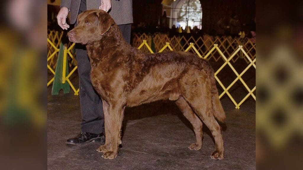 Chesapeake Bay Retriever