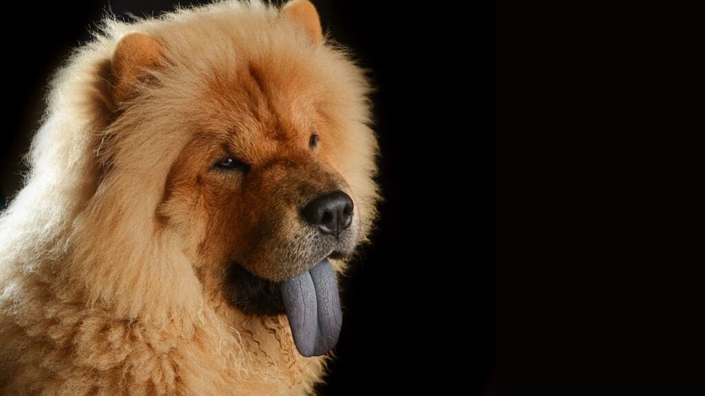 Female Chow Chow, showing characteristic blue-black tongue
