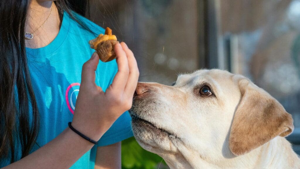 Close-up of Labrador Retriever eagerly waiting for a treat from its owner indoors.