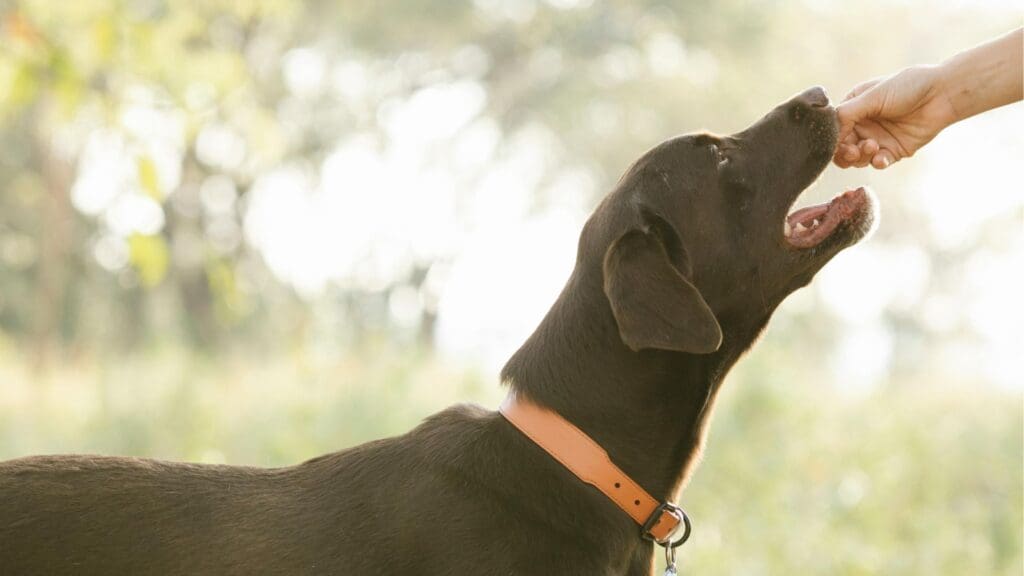 Crop unrecognizable owner giving treat to pedigreed brown Labrador in lush sunny nature
