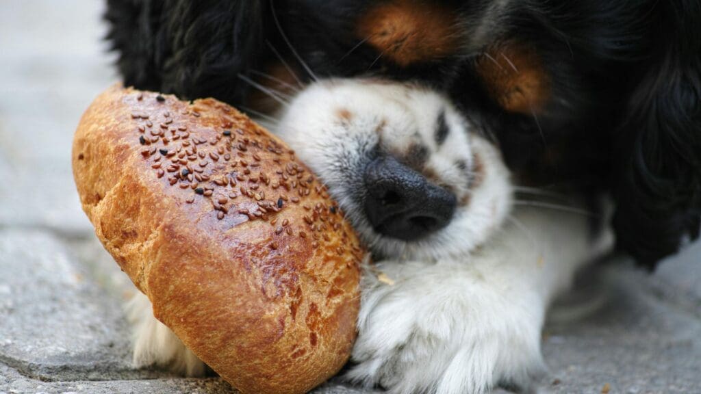 Cute Cavalier King Charles puppy nibbling on seeded bread outdoors, enjoying a snack.