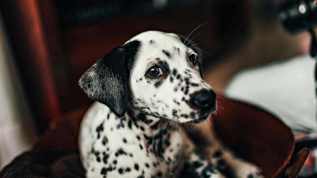 Cute Dalmatian puppy sitting indoors with charming spots and curious eyes.