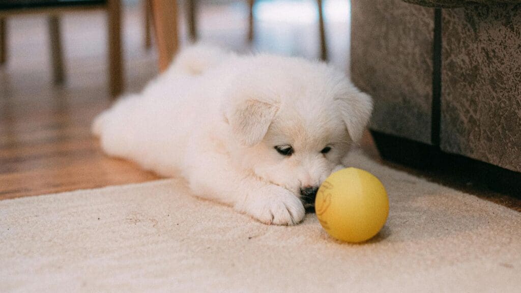Cute Samoyed puppy lying on a carpet playing with a yellow ball indoors.