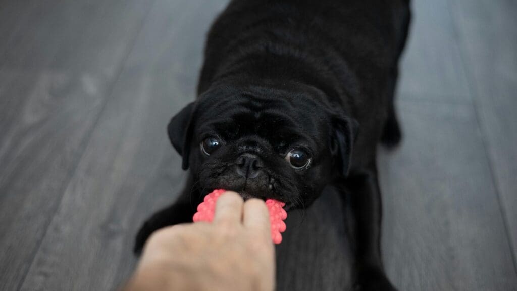 Cute black pug playing tug-of-war with a human indoors, showcasing playful behavior.