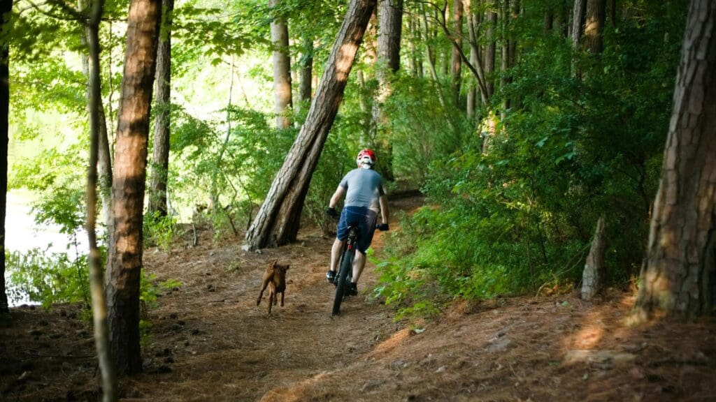 Cyclist riding through forest with dog on a sunlit trail, perfect for outdoor enthusiasts.