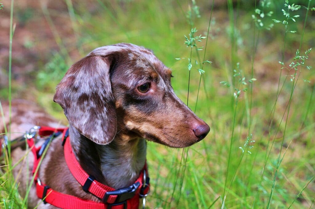 Dachshund