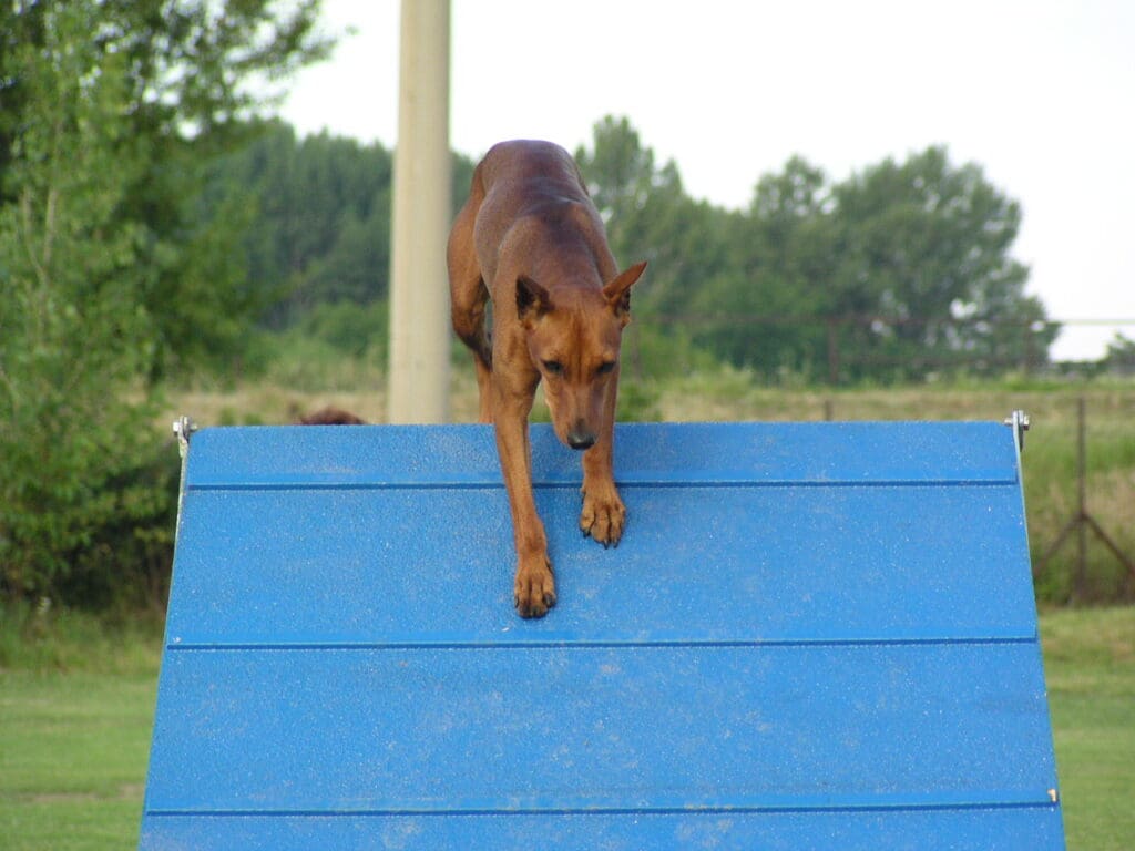 Deutscher Pinscher walking down a ramp