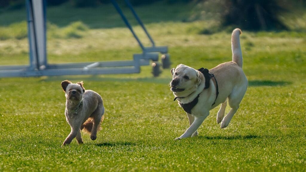 Dog in park