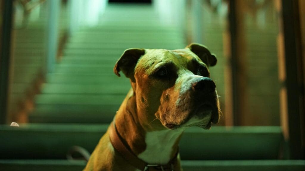 Focused pitbull dog sitting on city steps, illuminated under night lights.