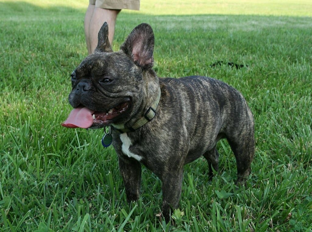 A French Bulldog in Durham, North Carolina.