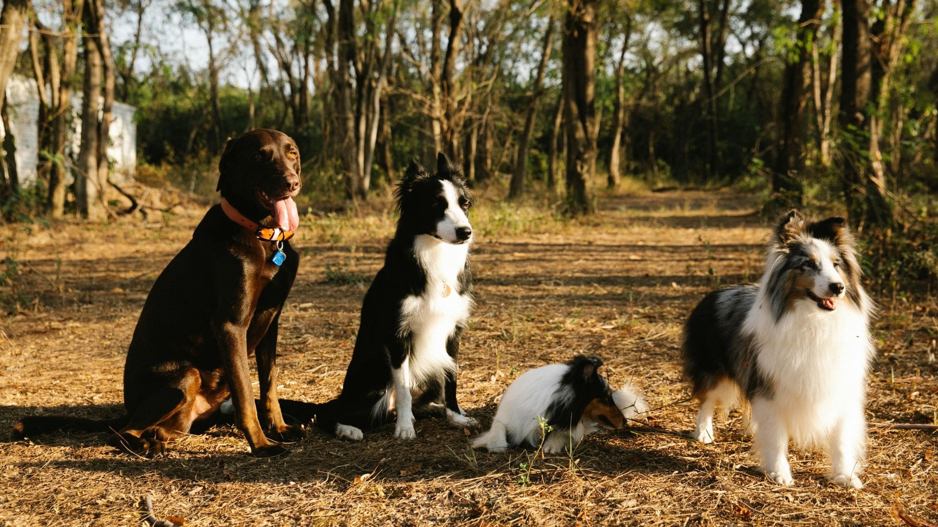 Full length cute loyal dogs of different breeds including Labrador and Collie sitting on pathway in lush woodland