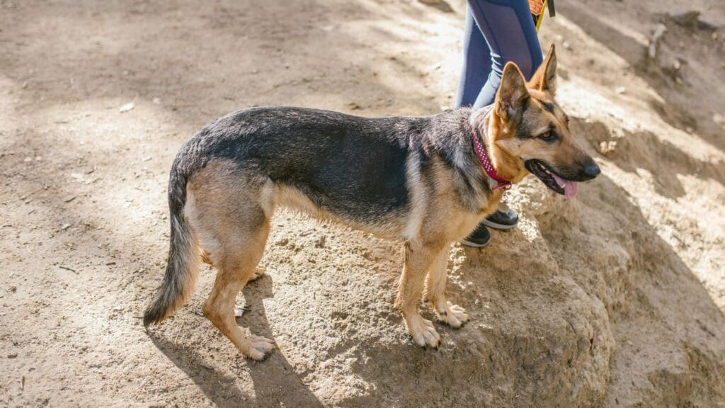German Shepherd standing beside owner on a dirt hiking path outdoors.