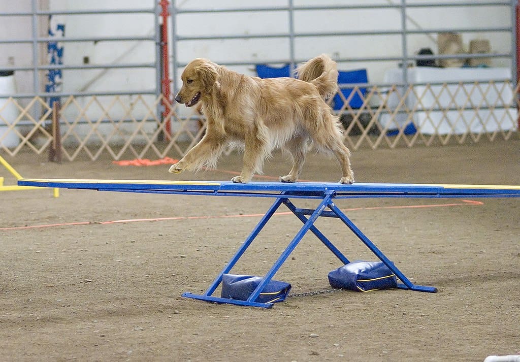 Golden Retriever agility teeter
