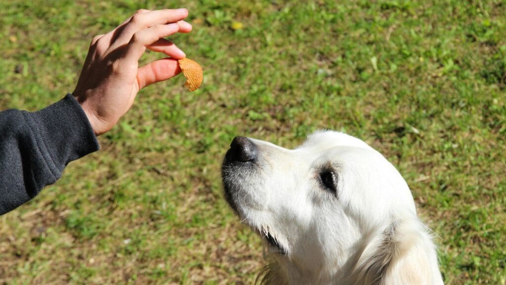 Golden Retriever focused on a treat in an outdoor setting, demonstrating obedience and anticipation.