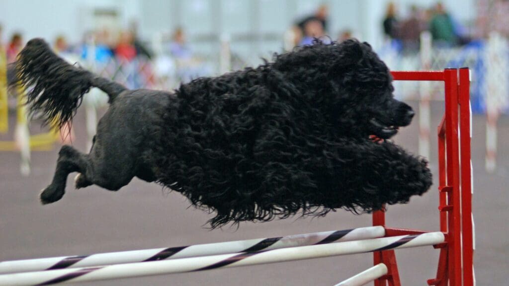 Portuguese Water Dog