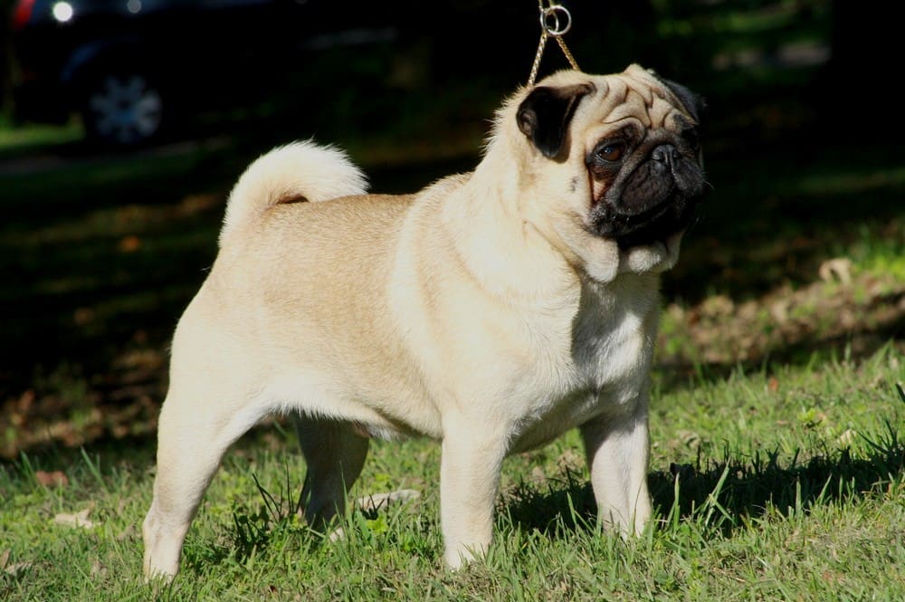 Duke Eastonite Mägdebrunnen aus der englischen Mopszucht Eastonite. Deutscher Jugend-Champion VDH, Deutscher Jugend-Champion DMC. Duke ist bisher (Stand 2011) der einzige Mops aus der englischen Mopszucht Eastonite, der nach Deutschland verkauft wurde. Er ist in Besitz des Zwingers