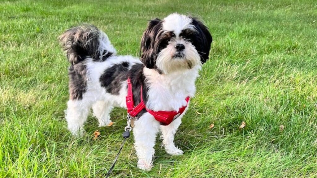 Black and White coat colour on Shih Tzu