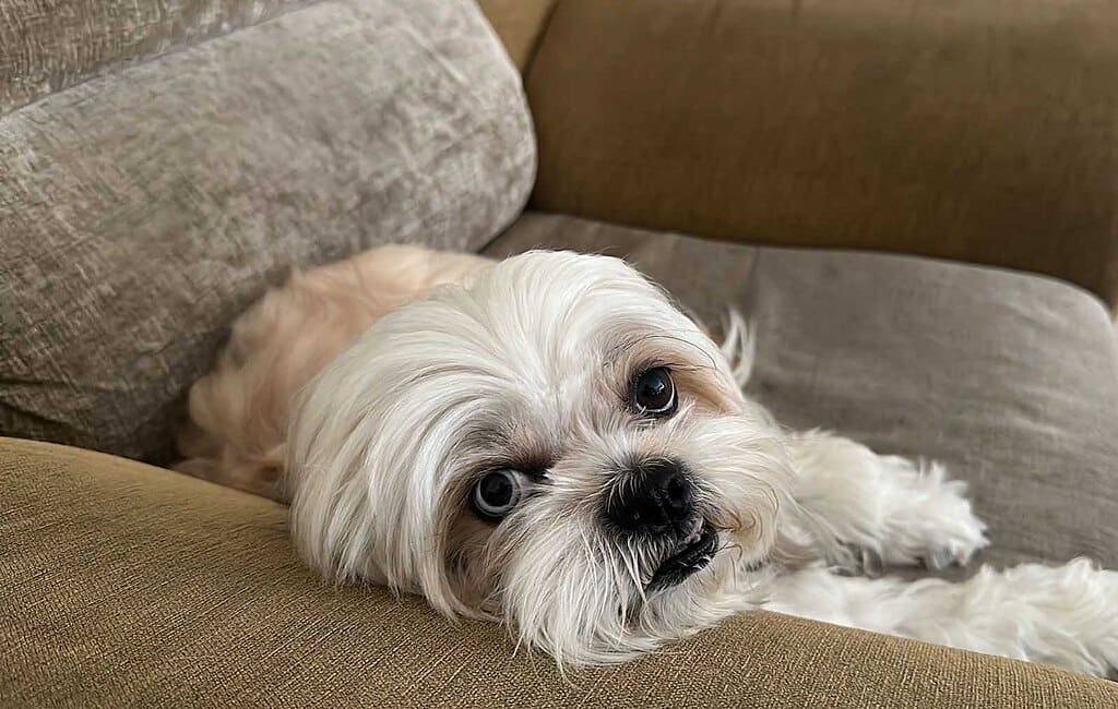 Shih Tzu