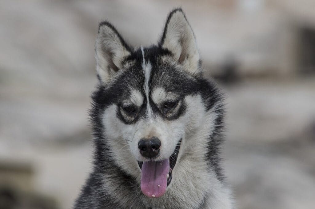 Siberian Husky