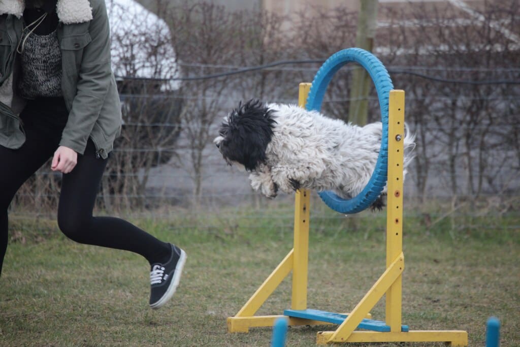 Tibetan Terrier flying through a hoop
