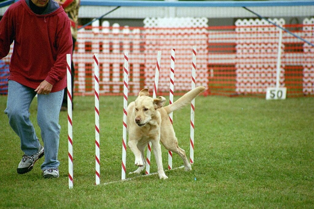 Weave poles with dog