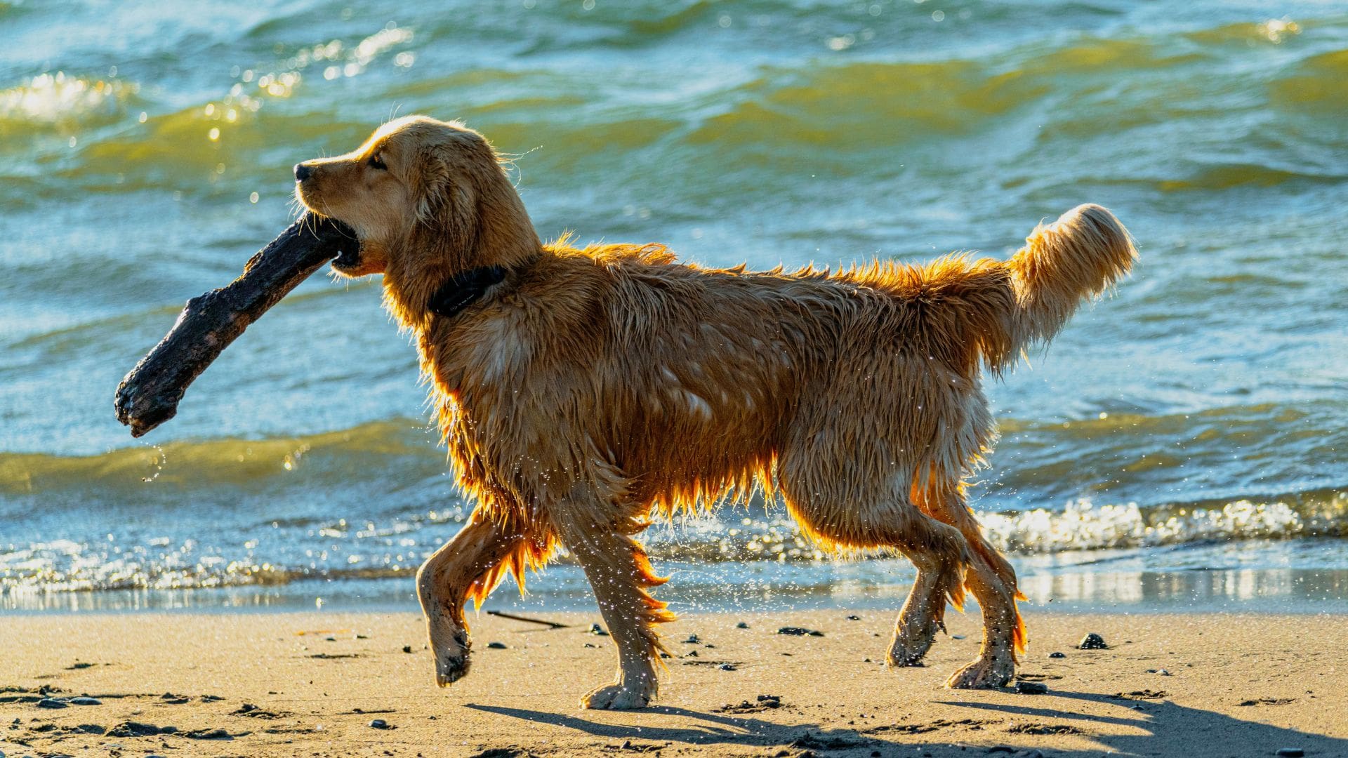 Wet Golden Retriever fetches a stick on a sunny beach, showcasing playful joy and nature's beauty.