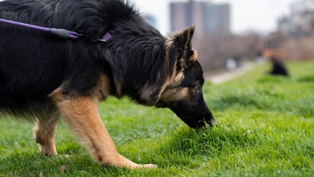 dog sniffing