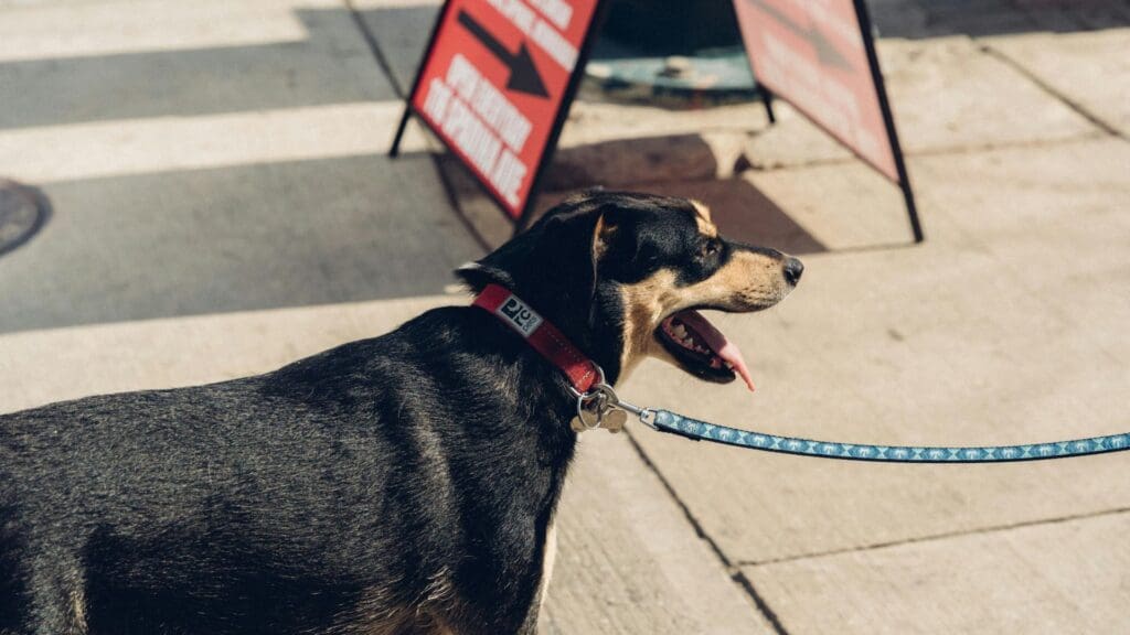 dog vaccination