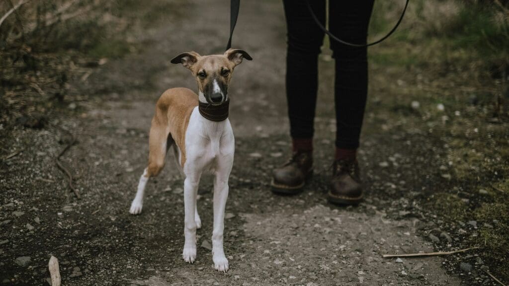 short-coatedwhite and brown dog beside person wearing black shoes