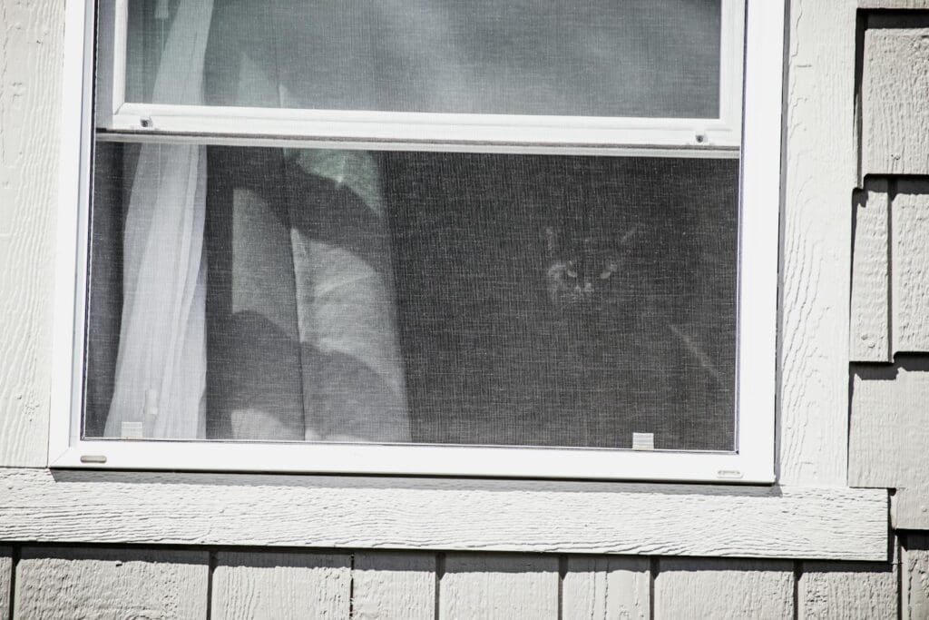 A cat peeks through a screened window of a rustic vintage home exterior.