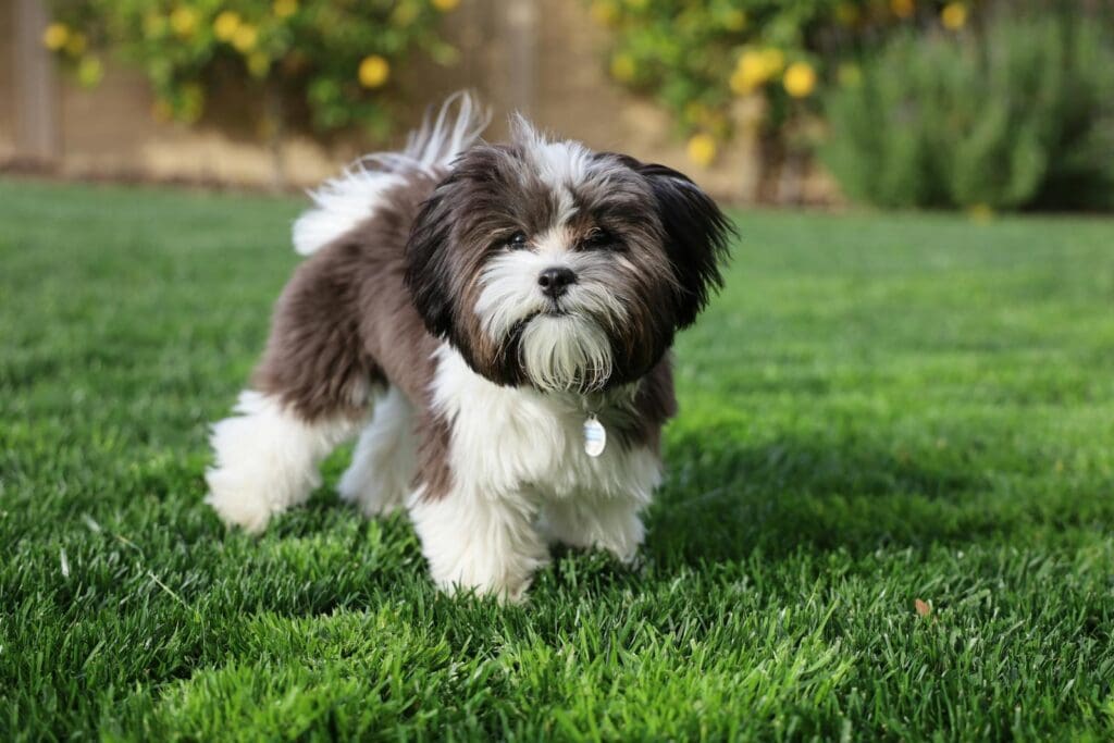 Cute Shih Tzu puppy enjoying the yard on a sunny day. Perfect for pet lovers.